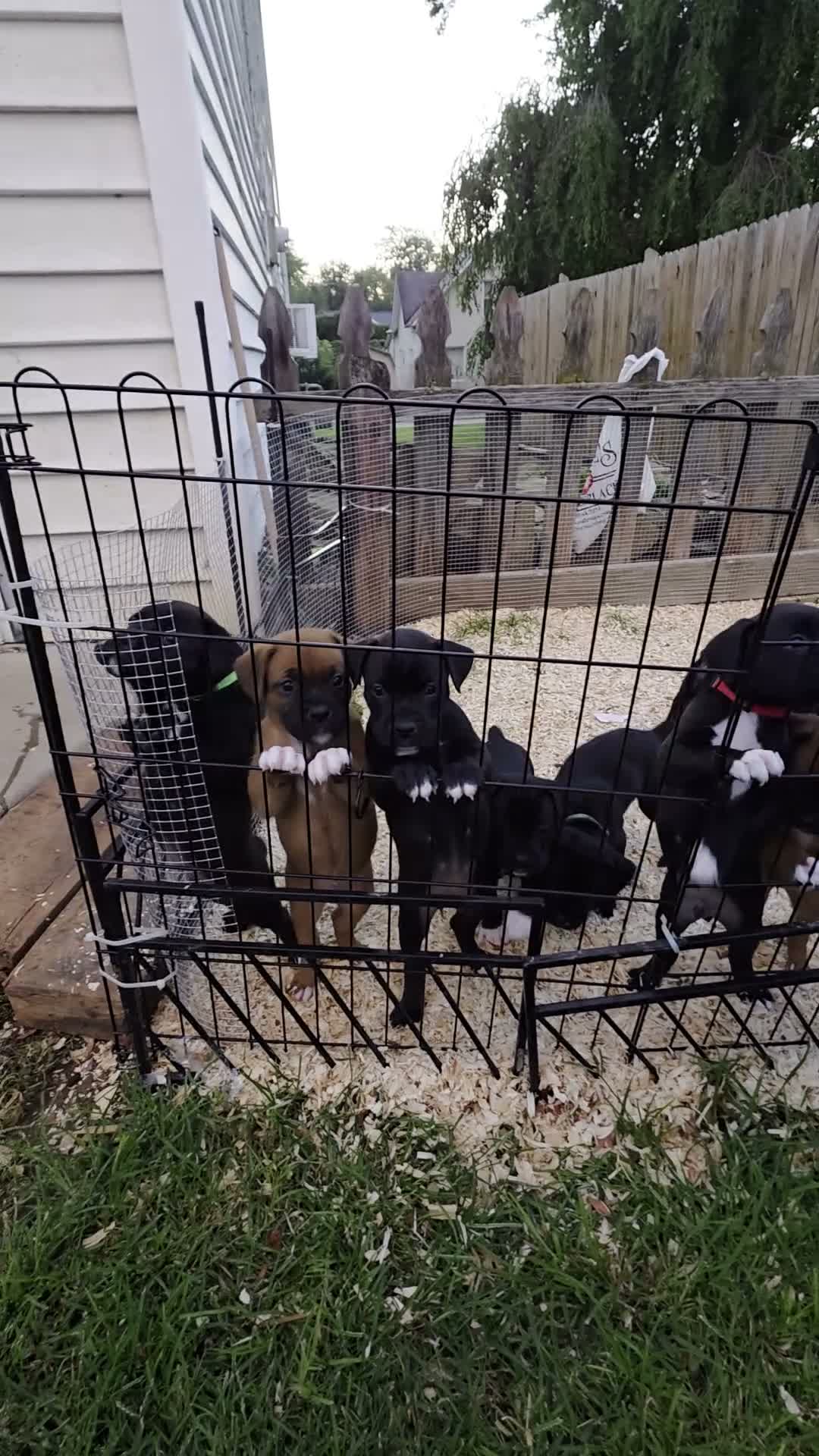 Boxer dogs for sale: Echo - Video 1