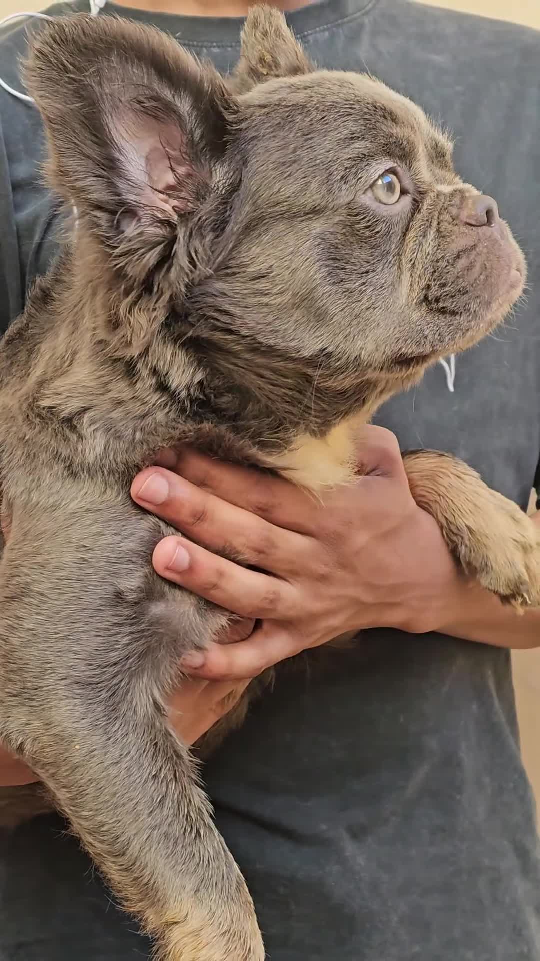 French Bulldog dogs for sale: Ultima, the total package 🐾 - Video 1