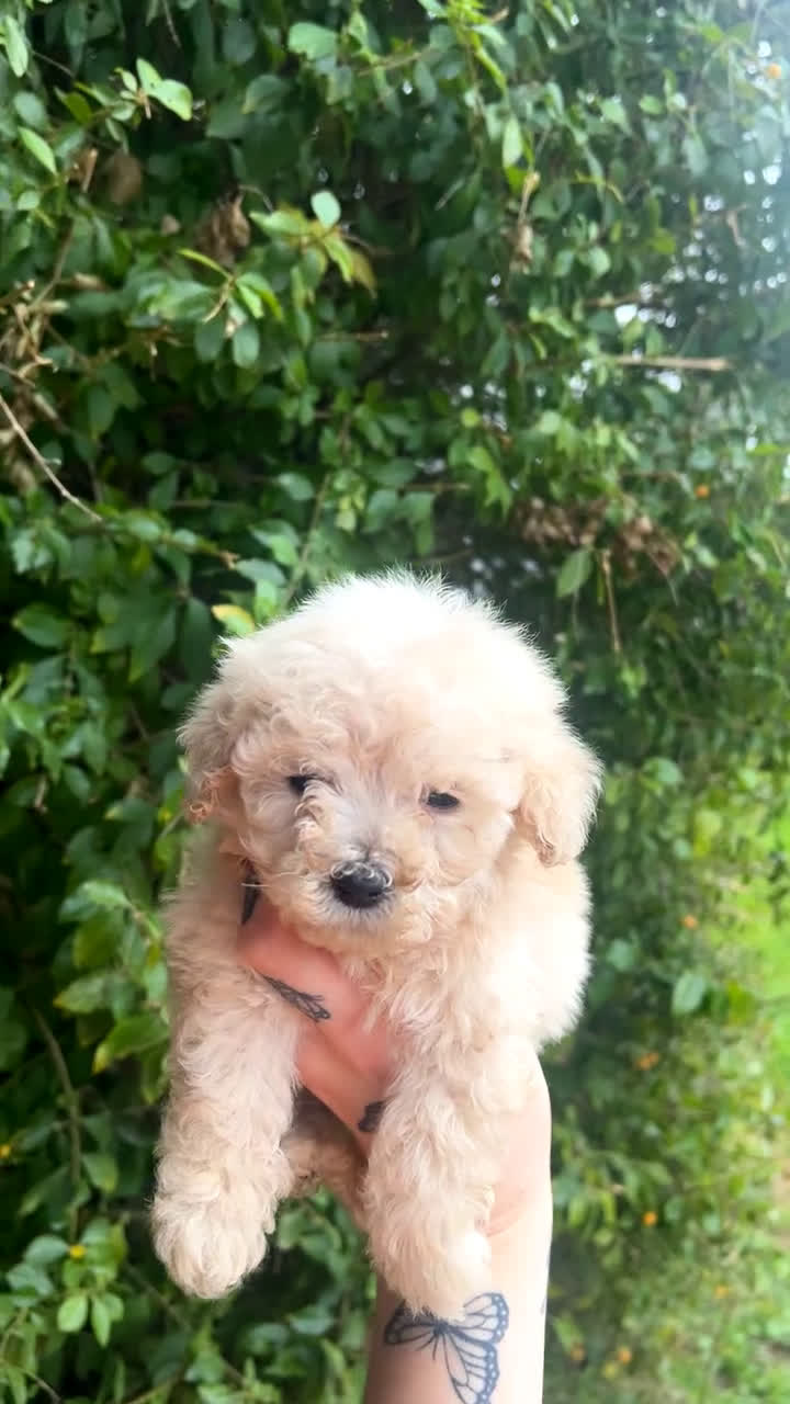 Toy Poodle dogs for sale: Daisy  - Video 1