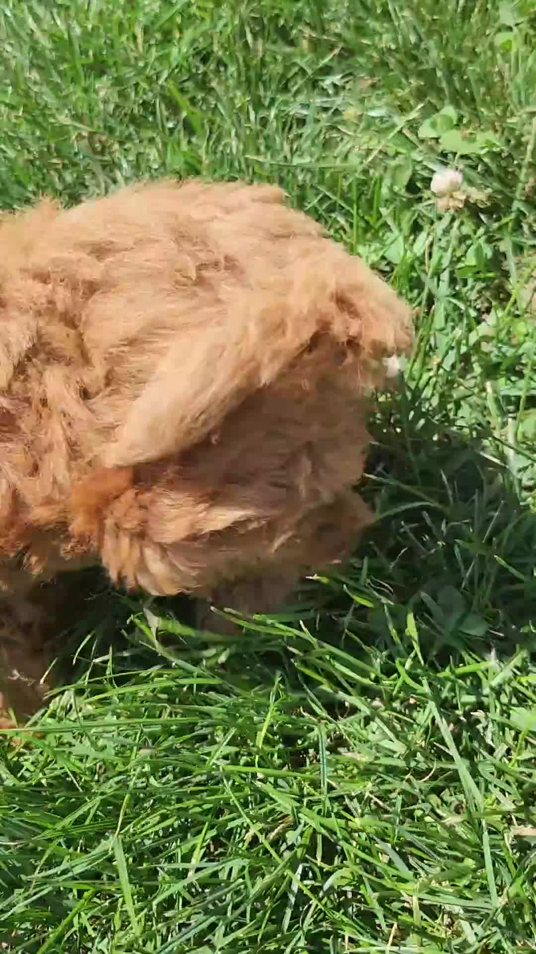 Miniature Poodle dogs for sale: Tulip  - Video 8
