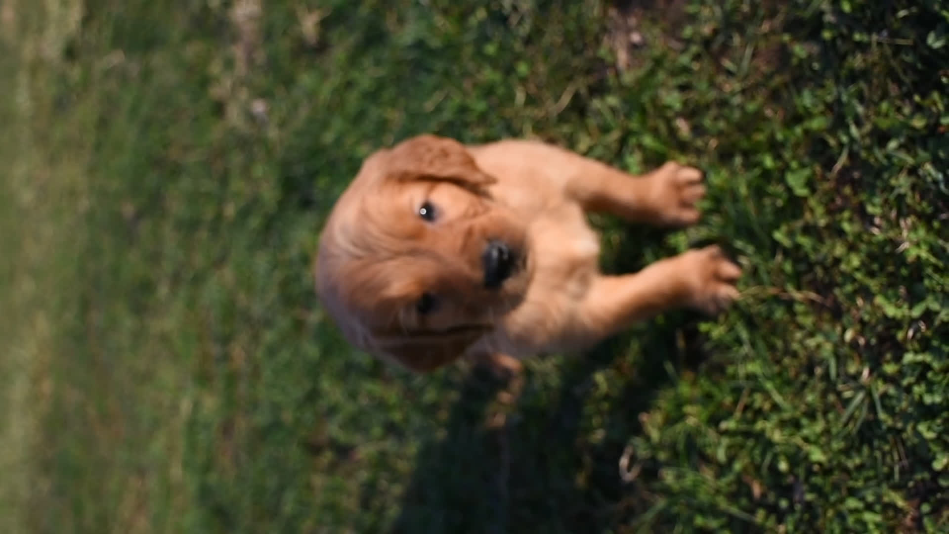 Golden Retriever dogs for sale: Princess      Genetic/OFA - Video 1