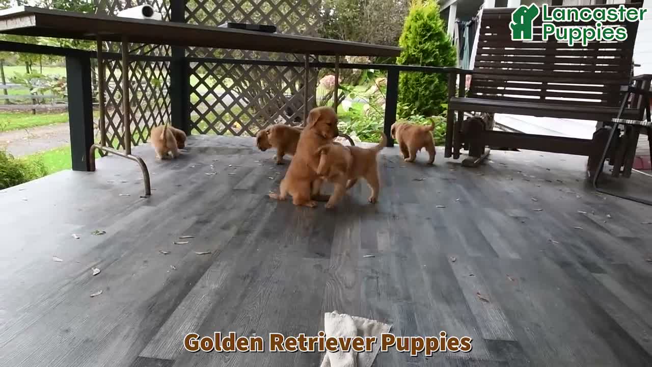 Golden Retriever dogs for sale: Pecan  - Video 1