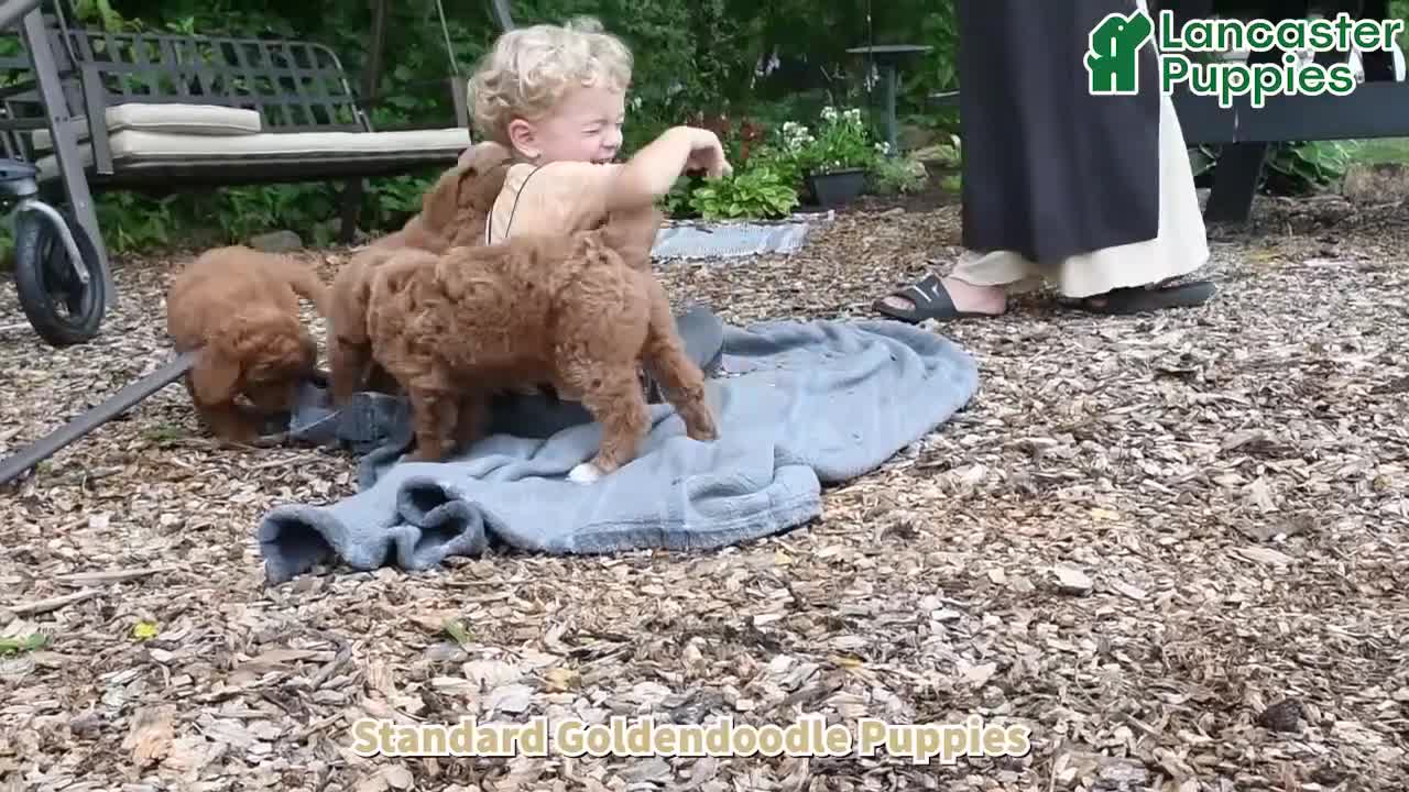 Goldendoodle dogs for sale: Richie - Video 1