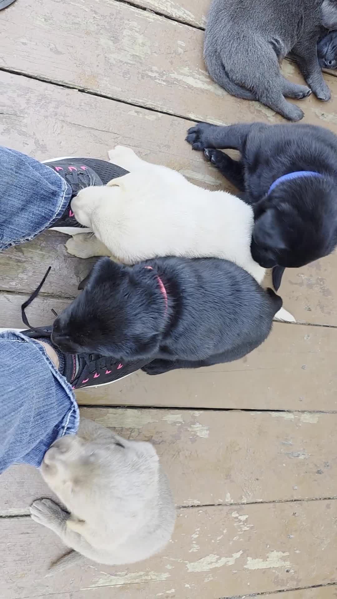 Labrador Retriever dogs for sale: Luigi - Video 3