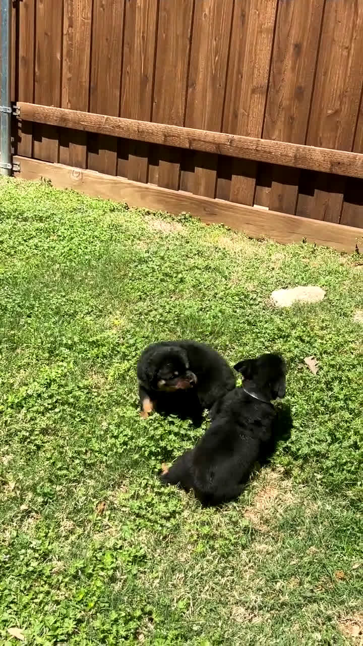 Rottweiler dogs for sale: Rottweiler Puppy 1 - Video 1