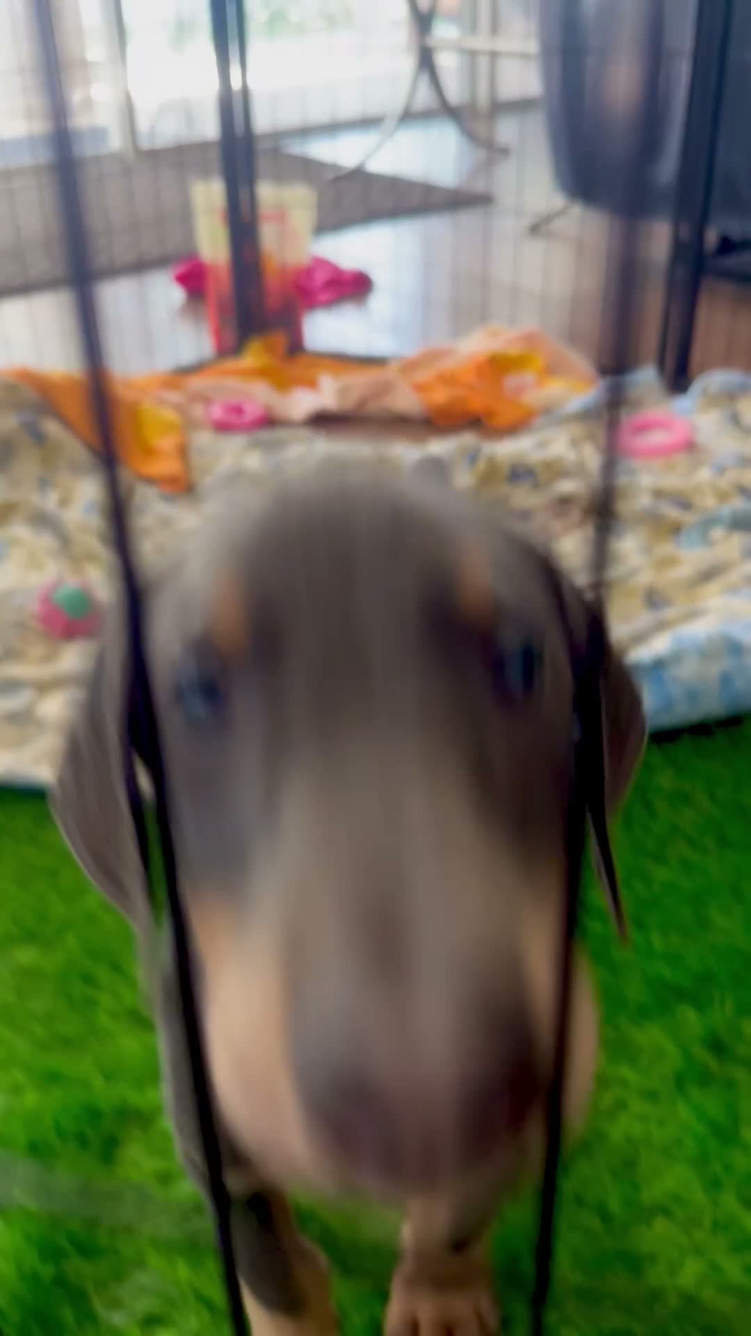 Doberman Pinscher dogs for sale: Purple collar female - Video 1