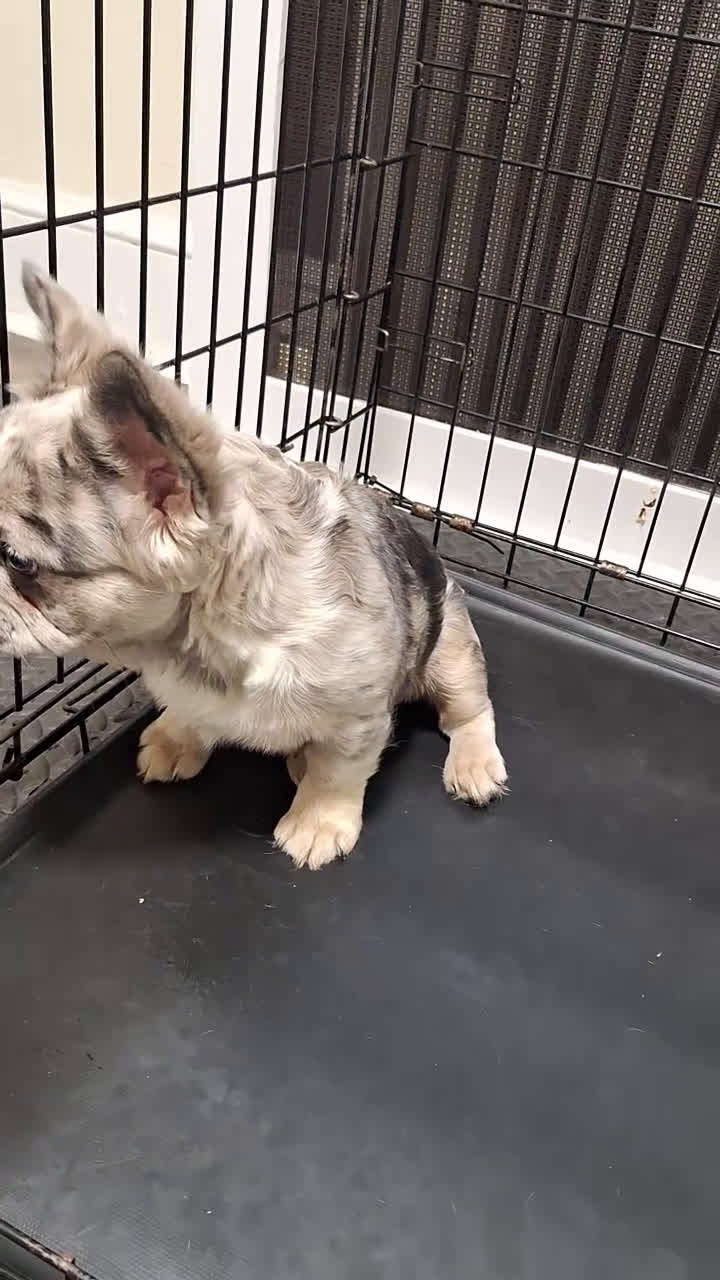 French Bulldog dogs for sale: Princess  - Video 1