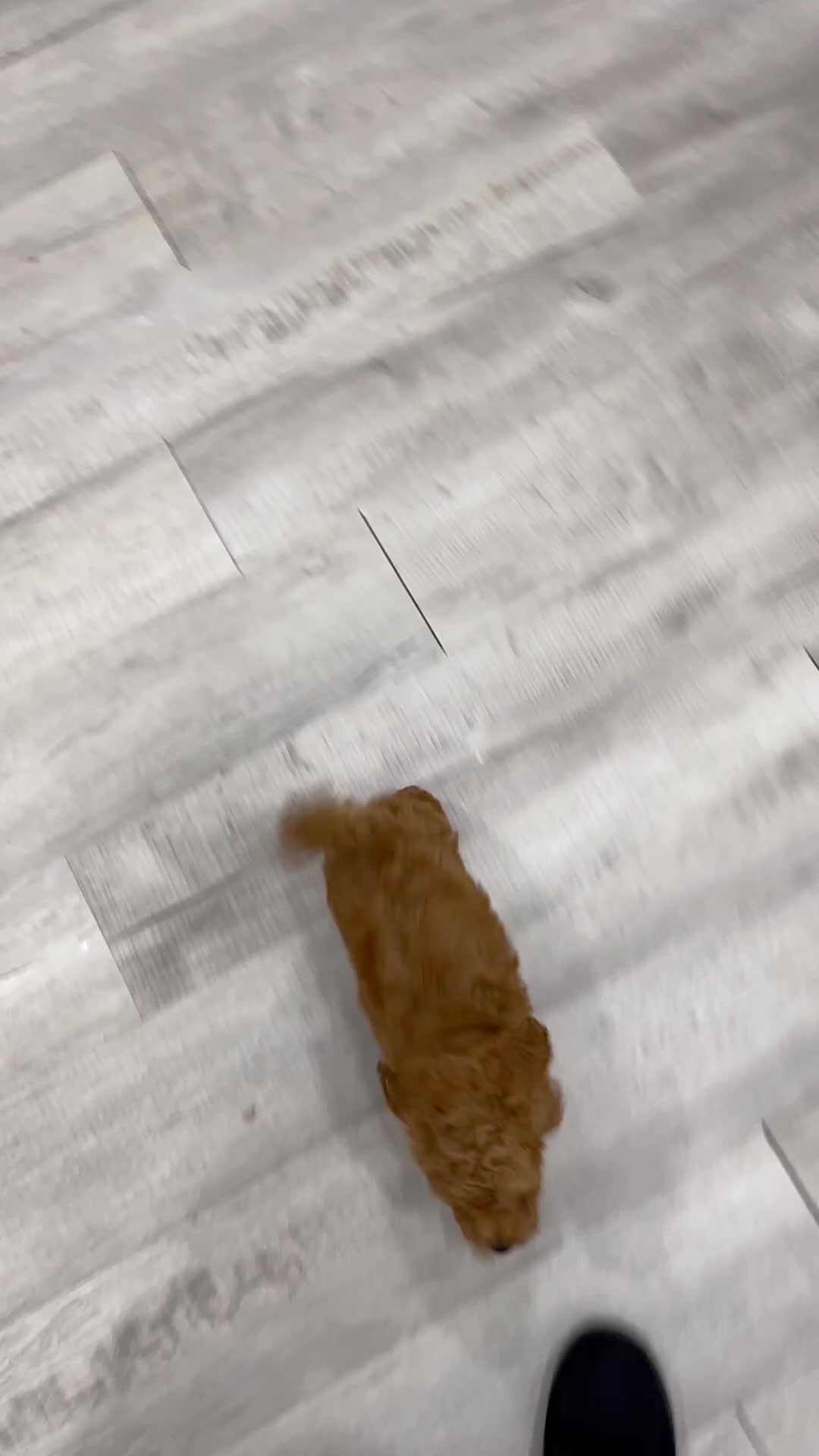 Miniature Labradoodle dogs for sale: Orchid - Video 1