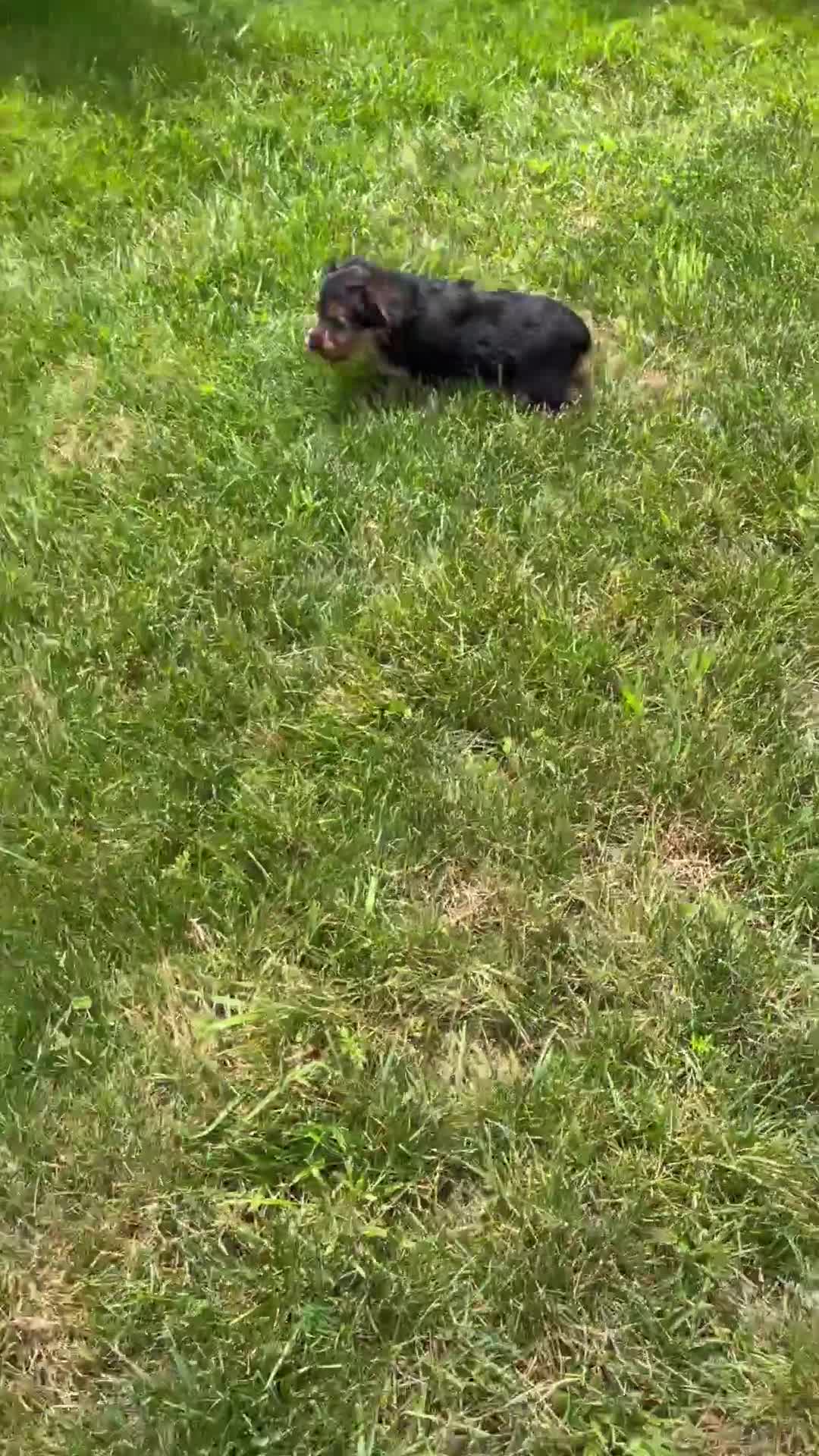 Yorkshire Terrier dogs for sale: Ivy - Video 1