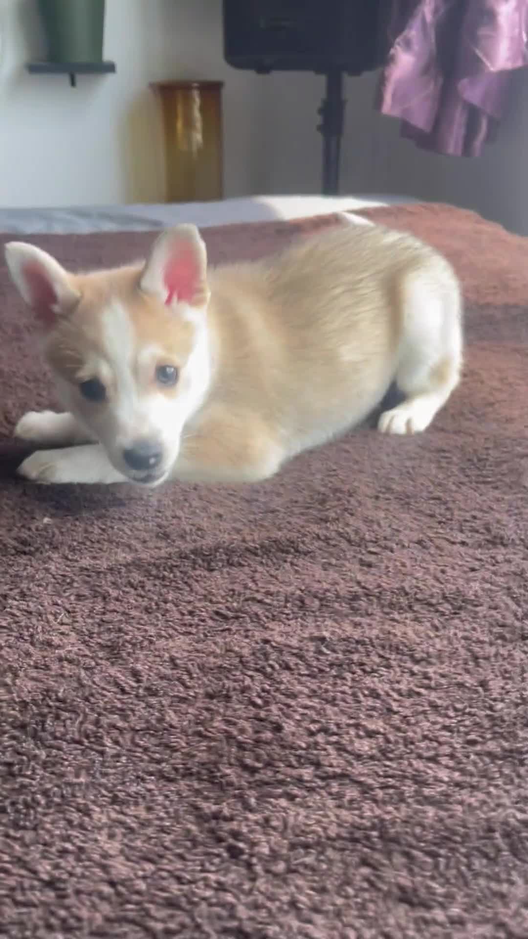 Alaskan Klee Kai dogs for sale: Vermithor (The Bronze Fury) - Video 5
