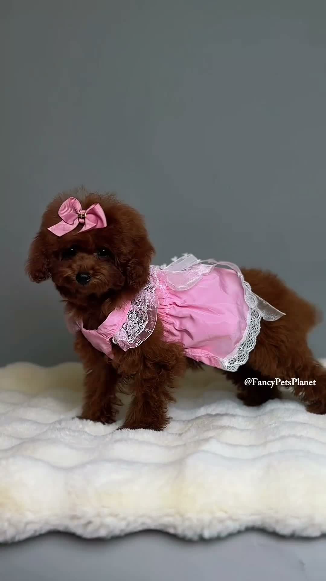 Toy Poodle dogs for sale: Ruby mahogany red toy girl  - Video 1