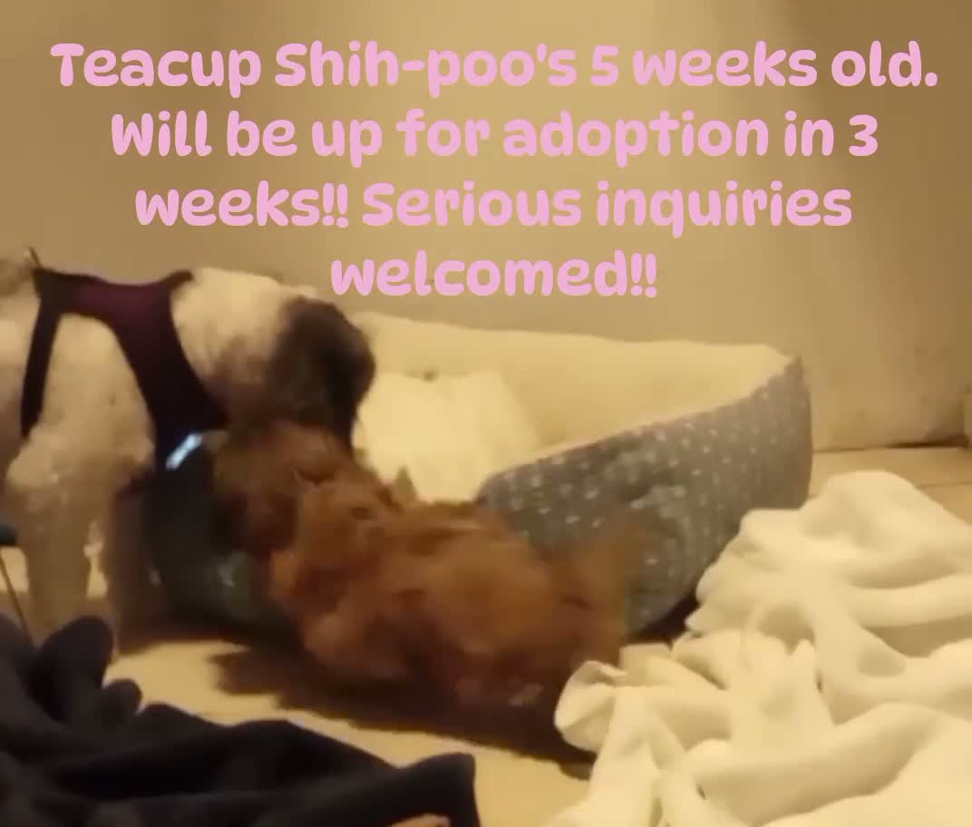 Shihpoo dogs for sale: Shihpoo 2 - Video 1