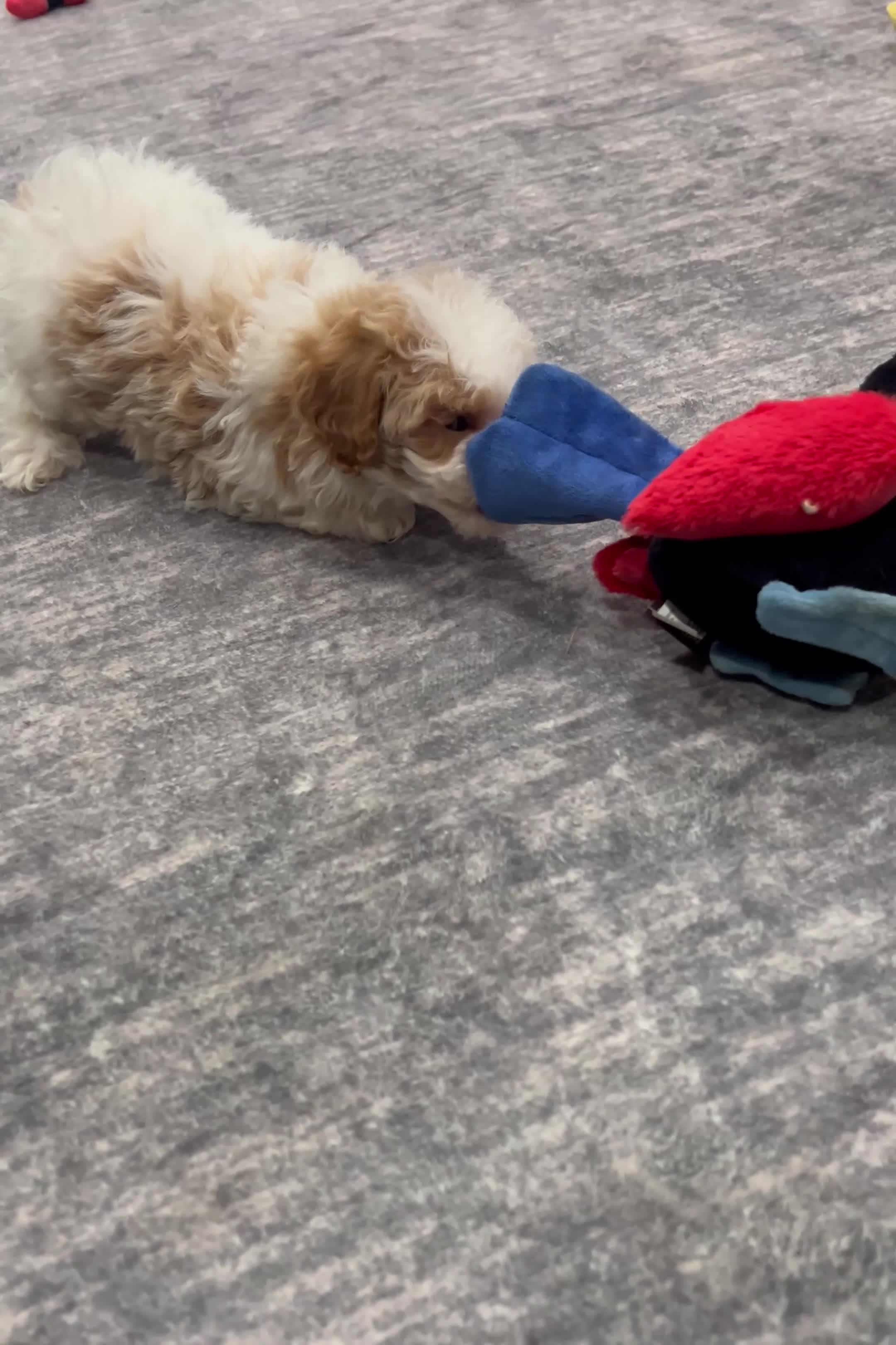 Maltipoo dogs for sale: Snickerdoodle - Video 1