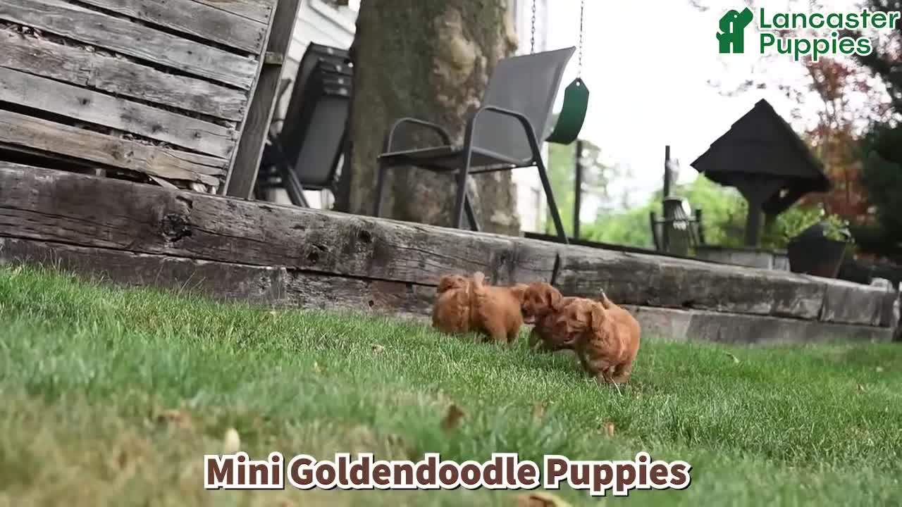 Mini Goldendoodle dogs for sale: Moose - Video 1