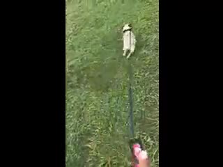 Pug dogs for sale: Pug 1 - Video 3
