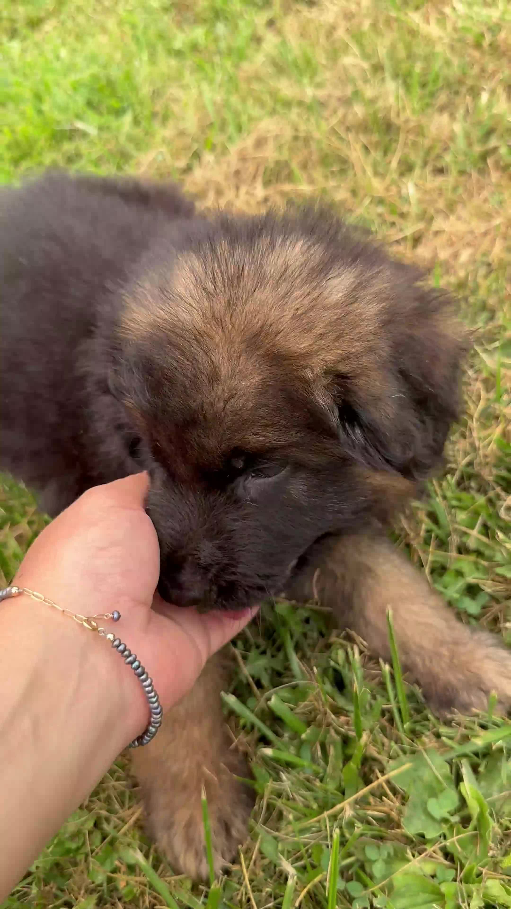 German Shepherd dogs for sale: Toby - Video 1