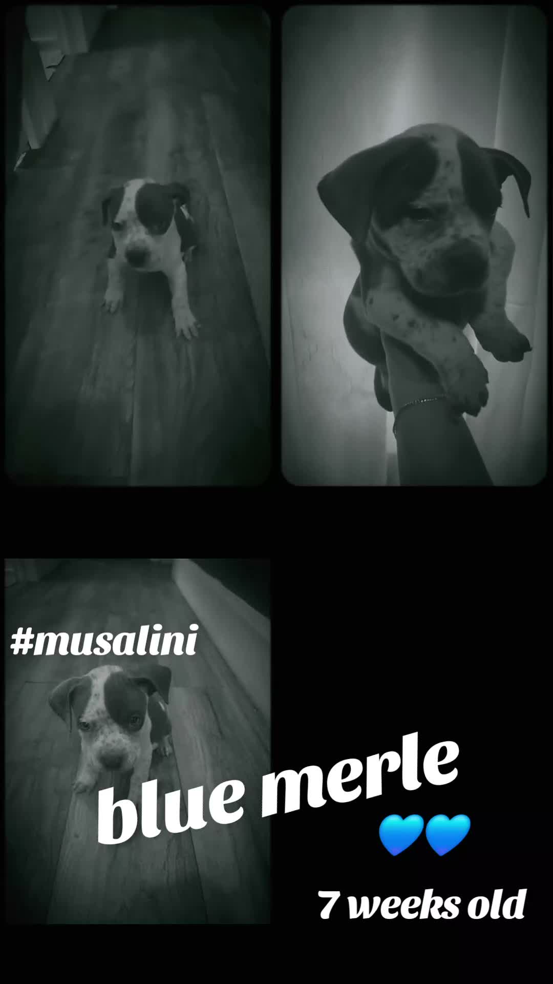 American Bully dogs for sale: Musalini - Video 1