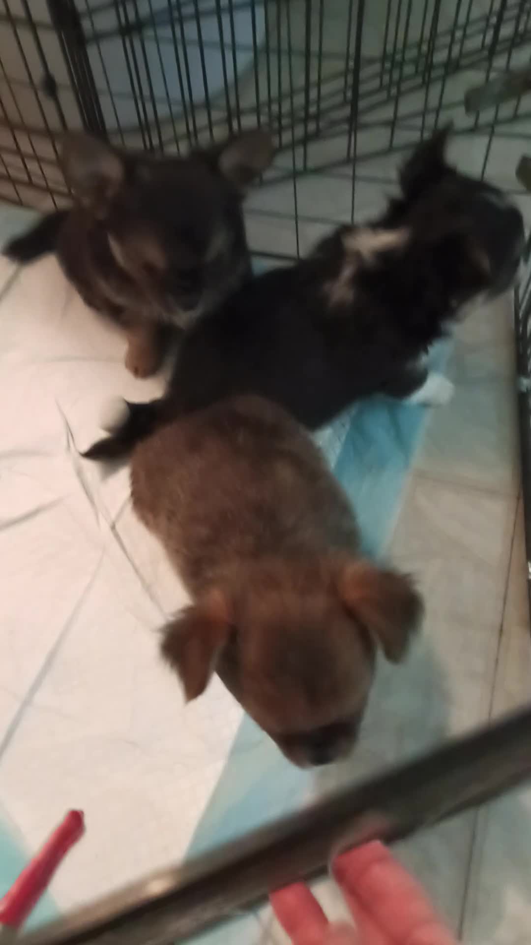 Chihuahua dogs for sale: Chihuahua 4 - Video 2
