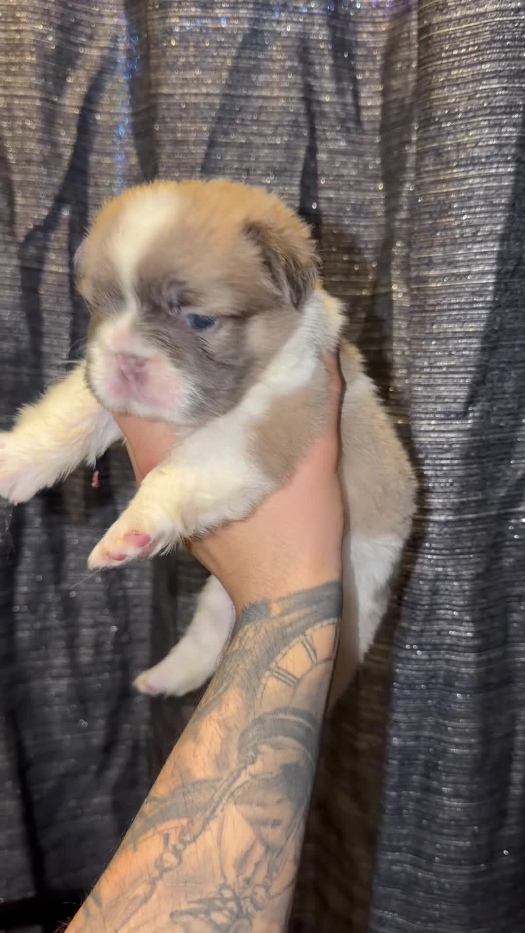 French Bulldog dogs for sale: Lola - Video 3