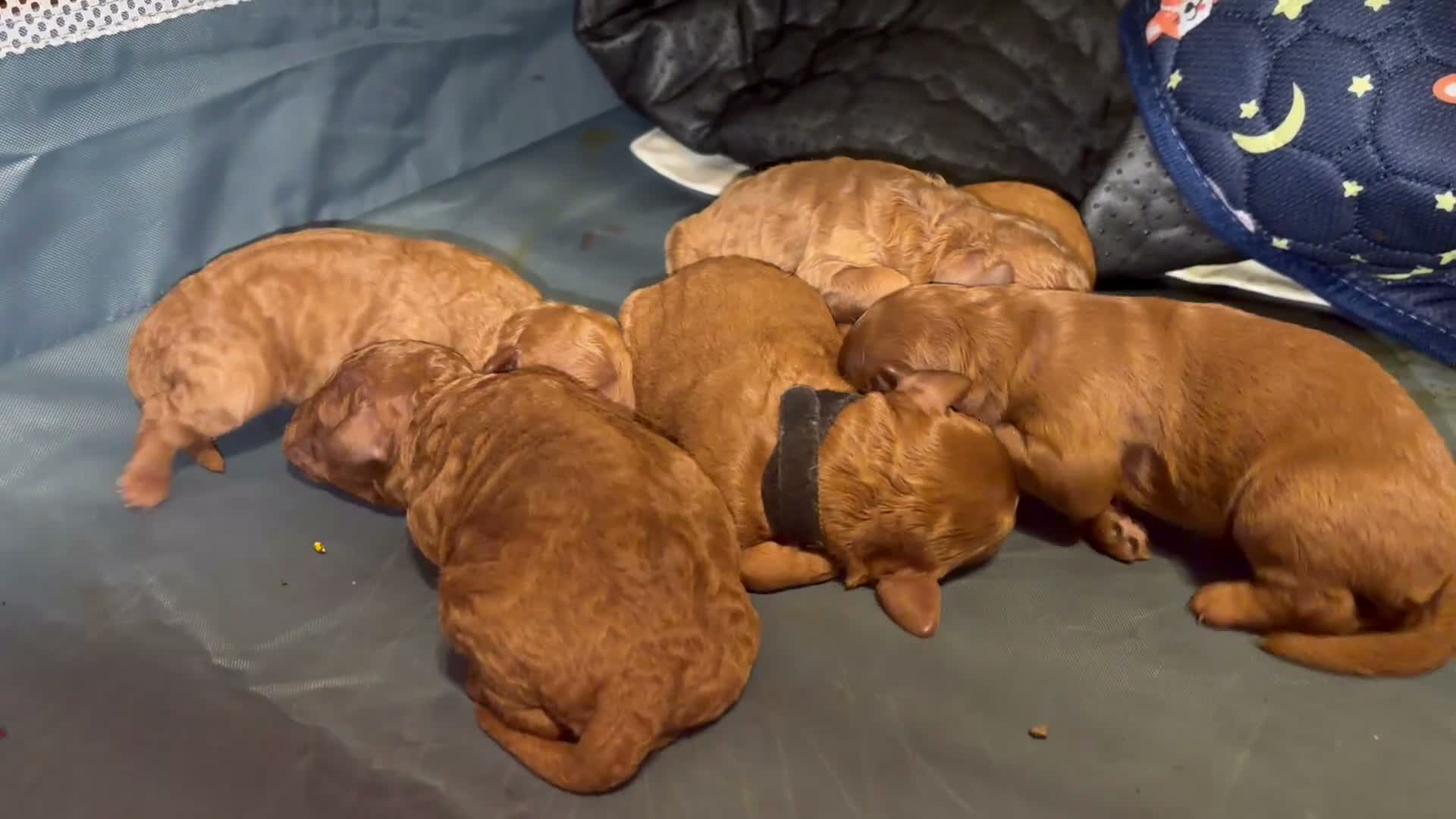 Mini Goldendoodle dogs for sale: Mini Goldendoodle 2 - Video 1