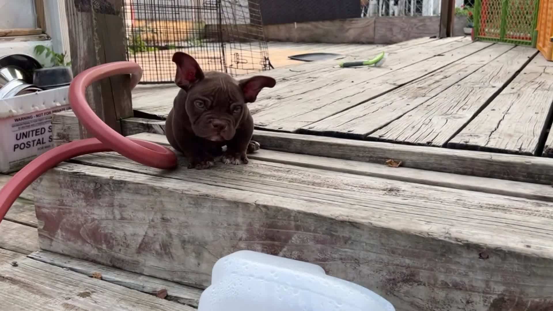 American Bully dogs for sale: Royalty - Video 1