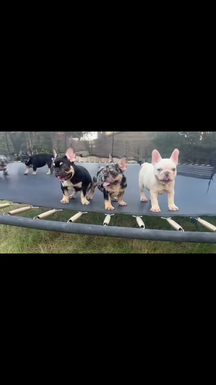 French Bulldog dogs for sale: French Bulldog 1 - Video 1