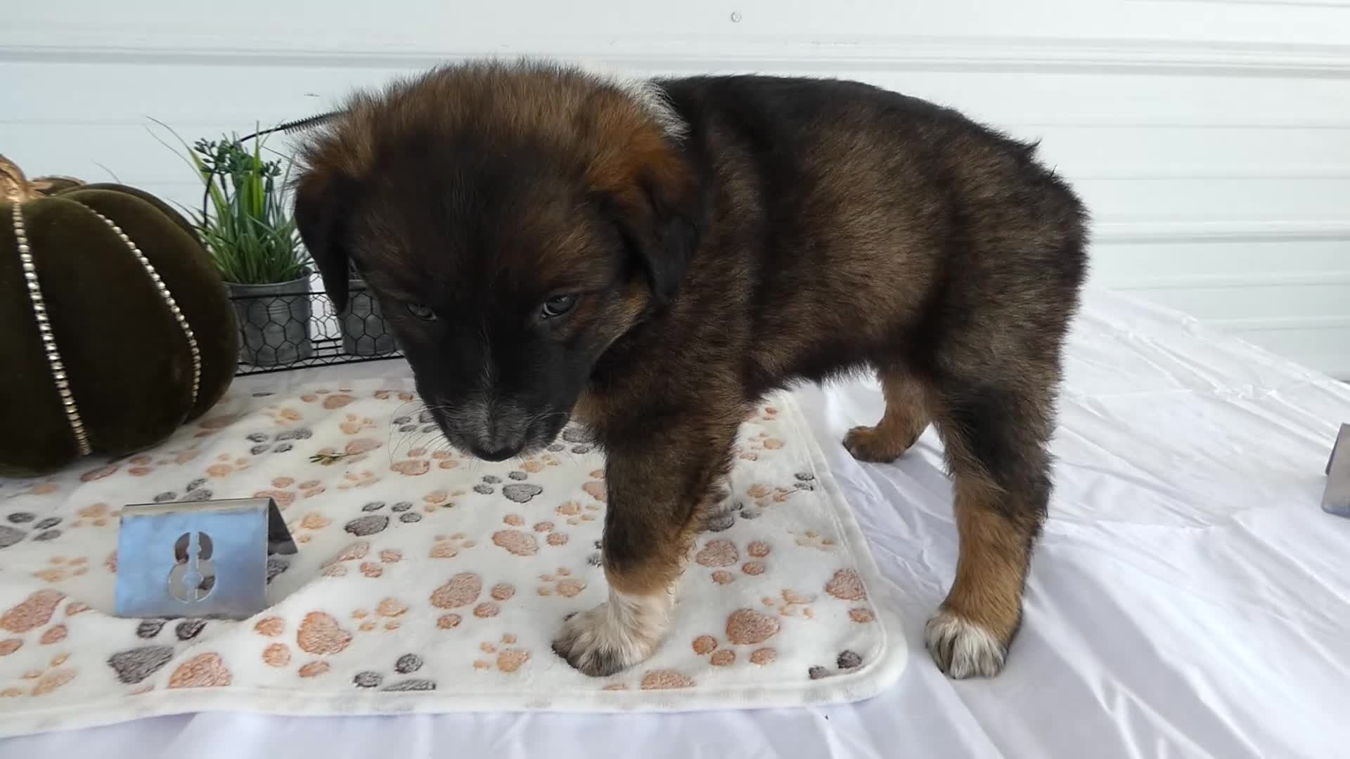 Mixed Breed dogs for sale: Mixed Breed 8 Veronica - Video 1