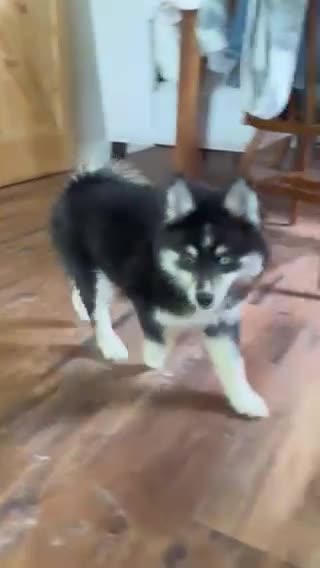 Pomsky dogs for sale: Nessa - Video 1