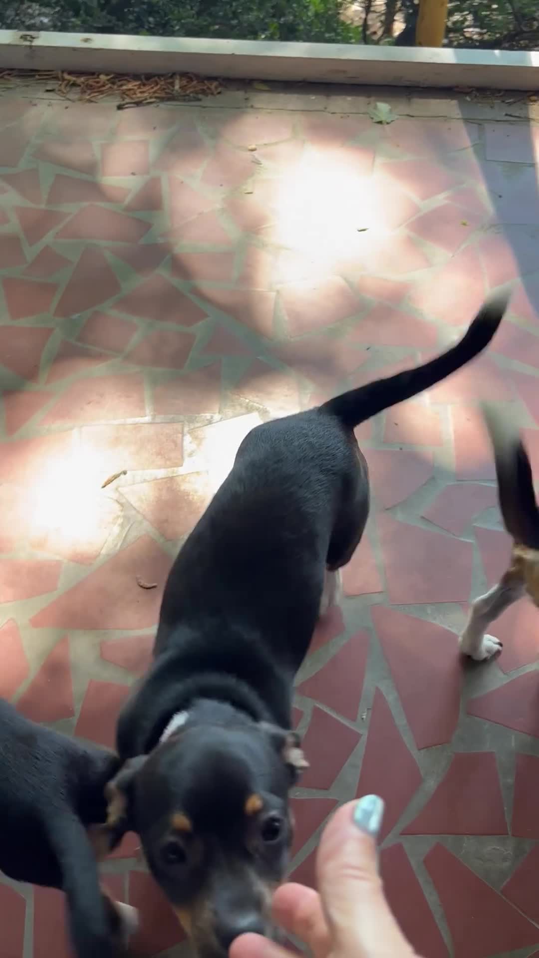 Chihuahua dogs for sale: Chihuahua Puppy 2 - Video 1