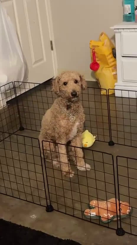 Miniature Poodle dogs for stud: Cash money - Video 2