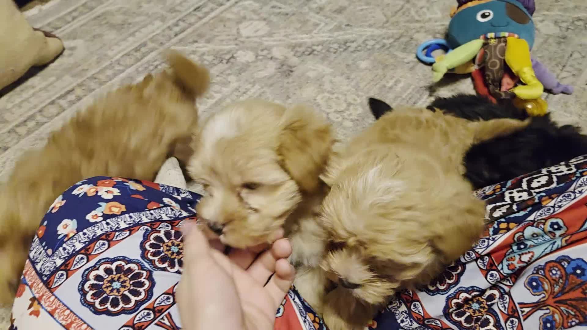 Morkie dogs for sale: Mickey - Video 1