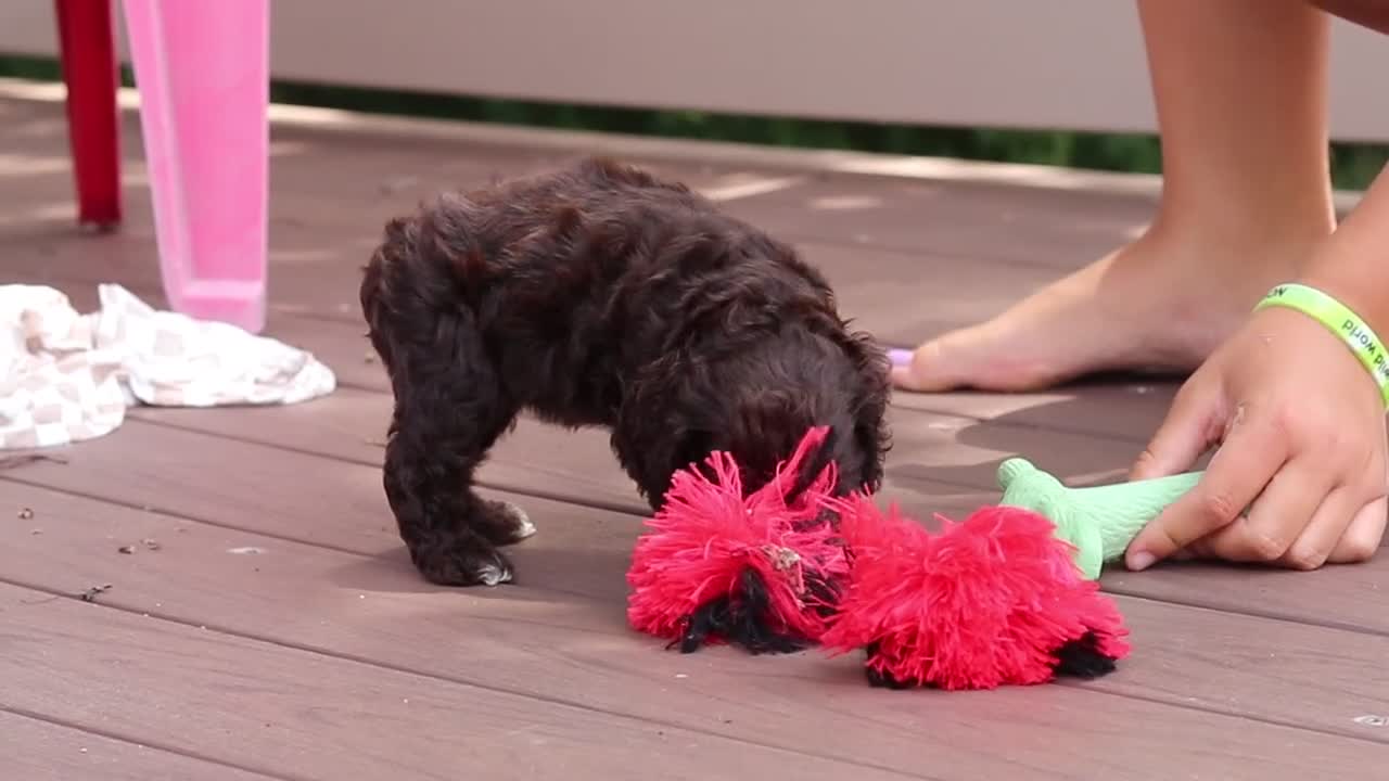Cocker Spaniel dogs for sale: Milo - Video 2