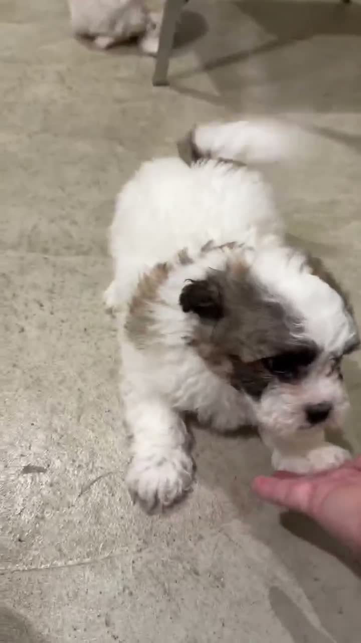Teddy Bear dogs for sale: Nigel - Video 1