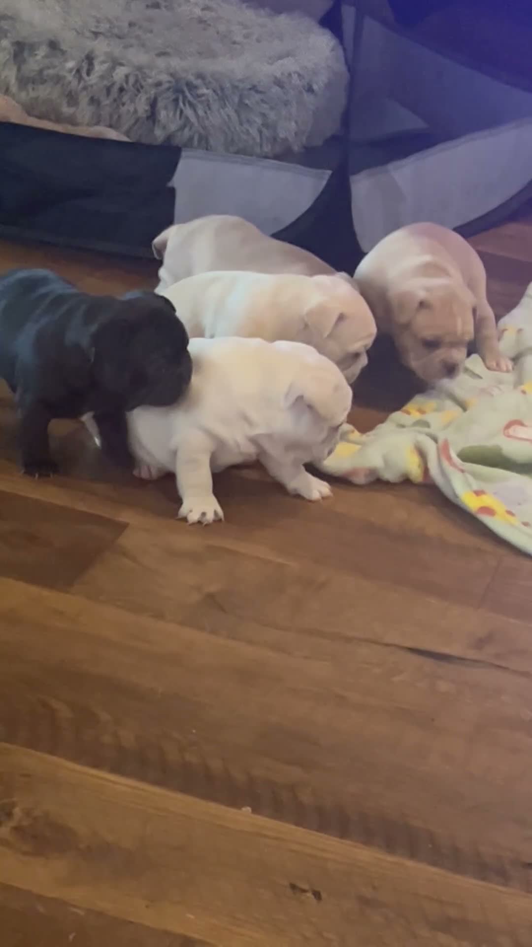 French Bulldog dogs for sale: French bulldog 2 - Video 1