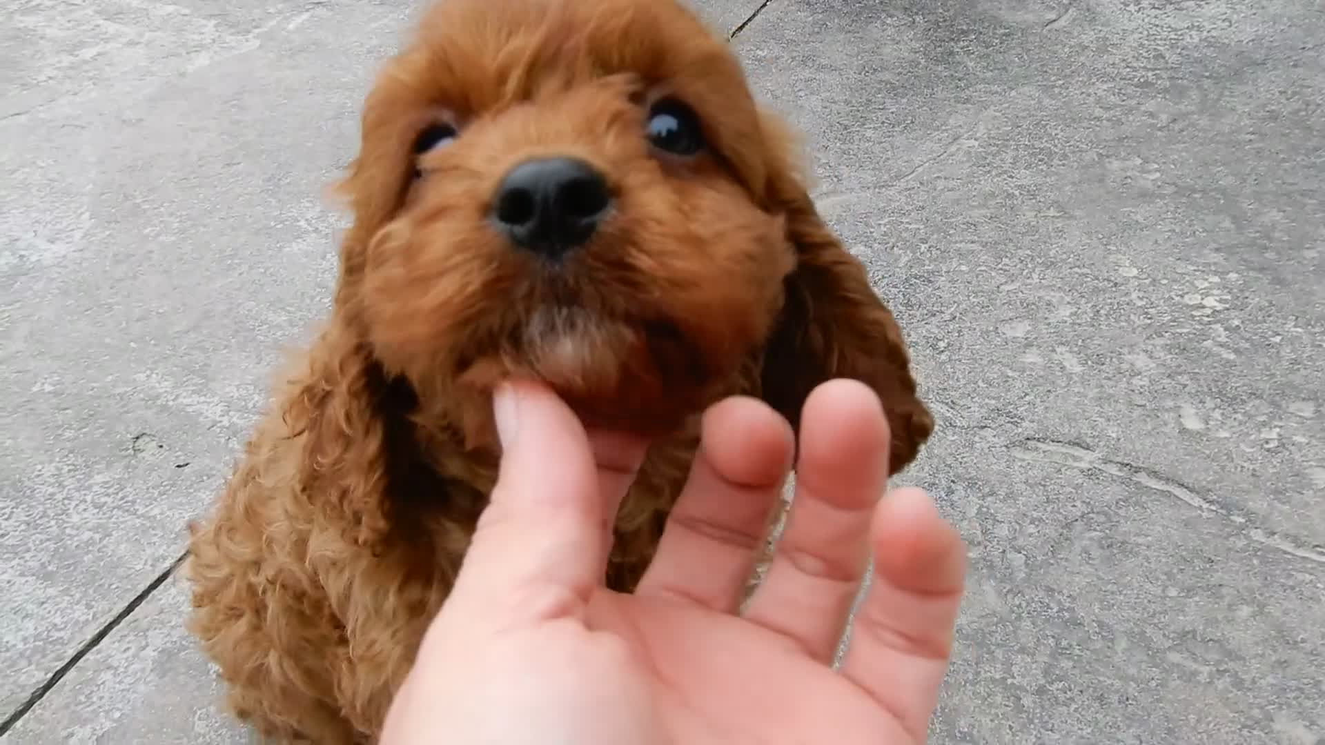 Cavapoo dogs for sale: Izzy - Video 1