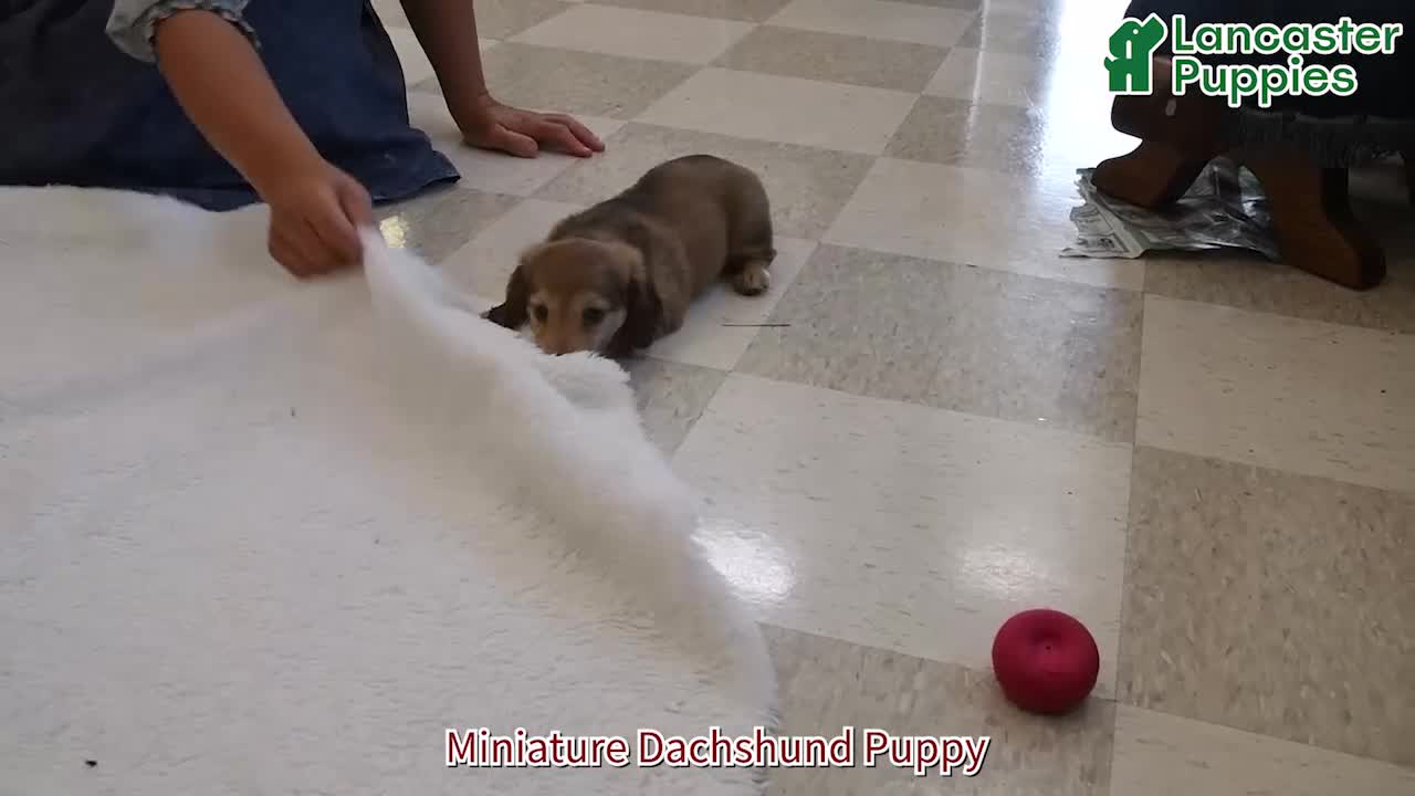 Miniature Dachshund dogs for sale: Sadie - Video 1