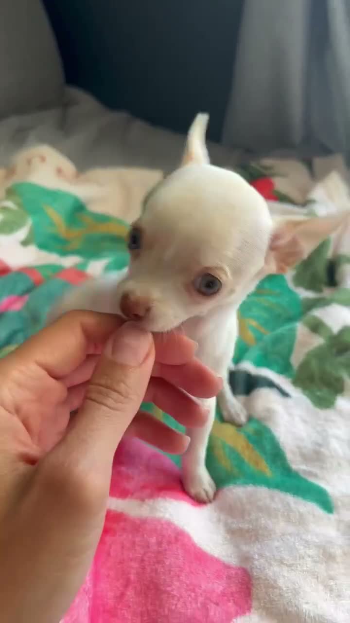 Chihuahua dogs for sale: Cream and white female chihuahua  - Video 1