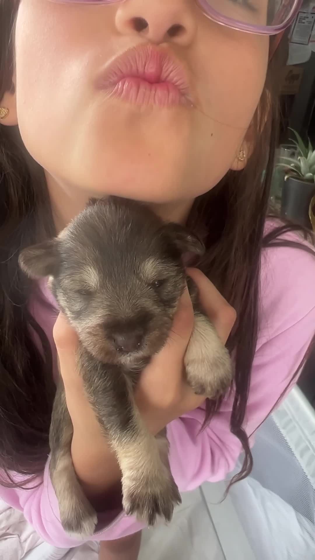 Miniature Schnauzer dogs for sale: Miniature Schnauzer Puppy 5 - Video 1