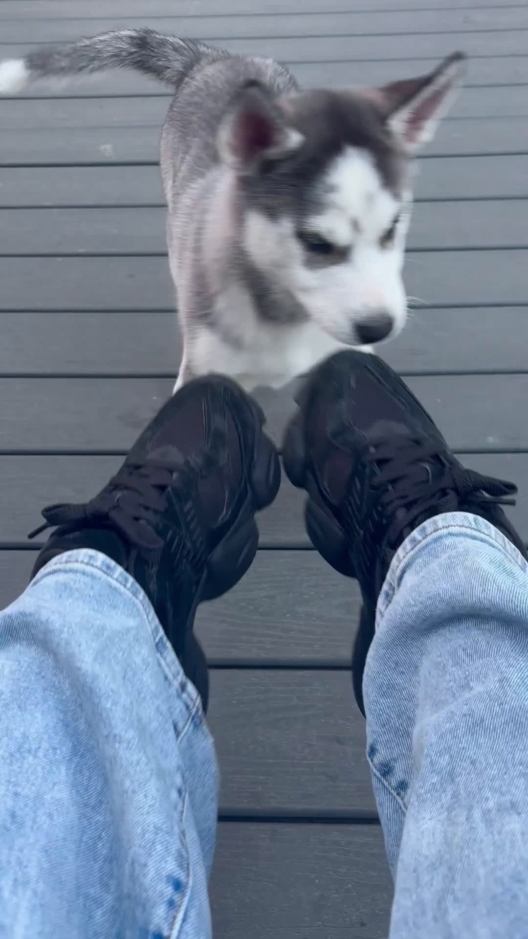 Siberian Husky dogs for sale: Oreo - Video 2