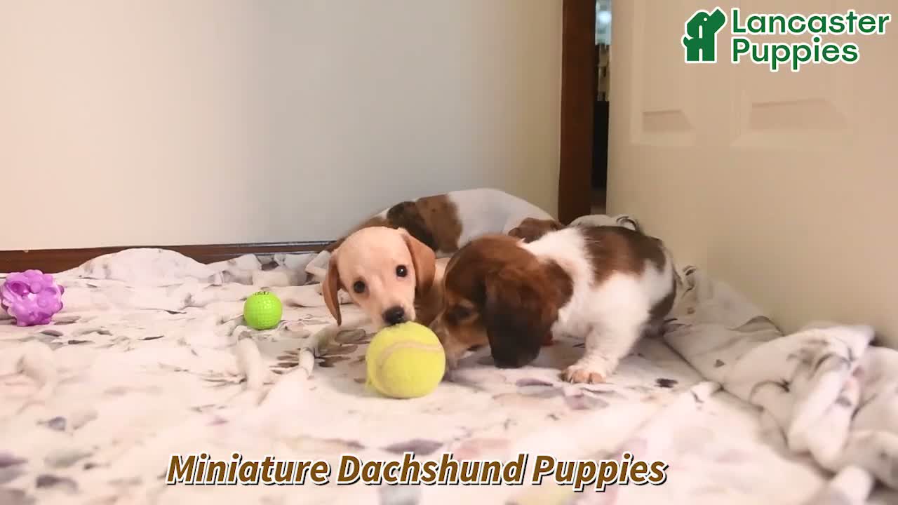 Miniature Dachshund dogs for sale: Walter - Video 1