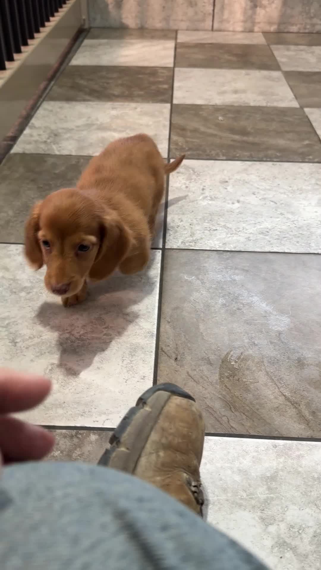 Miniature Dachshund dogs for sale: Tommy - Video 1