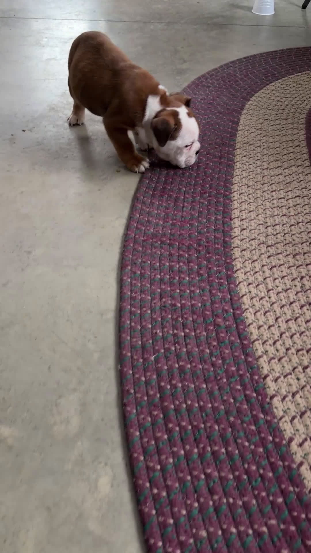 English Bulldog dogs for sale: Nora - Video 1