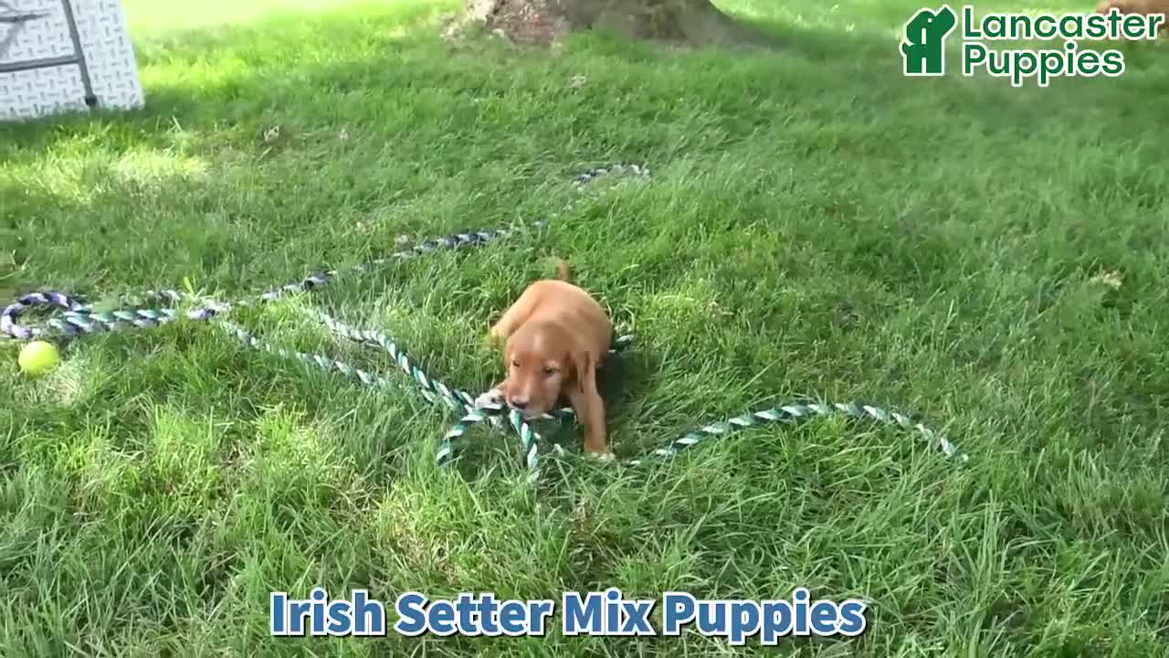 Mixed Breed dogs for sale: Rosa  - Video 1