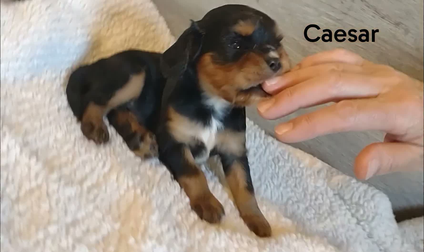 King Charles Spaniel dogs for sale: King Charles Spaniel 1 Caesar - Video 1