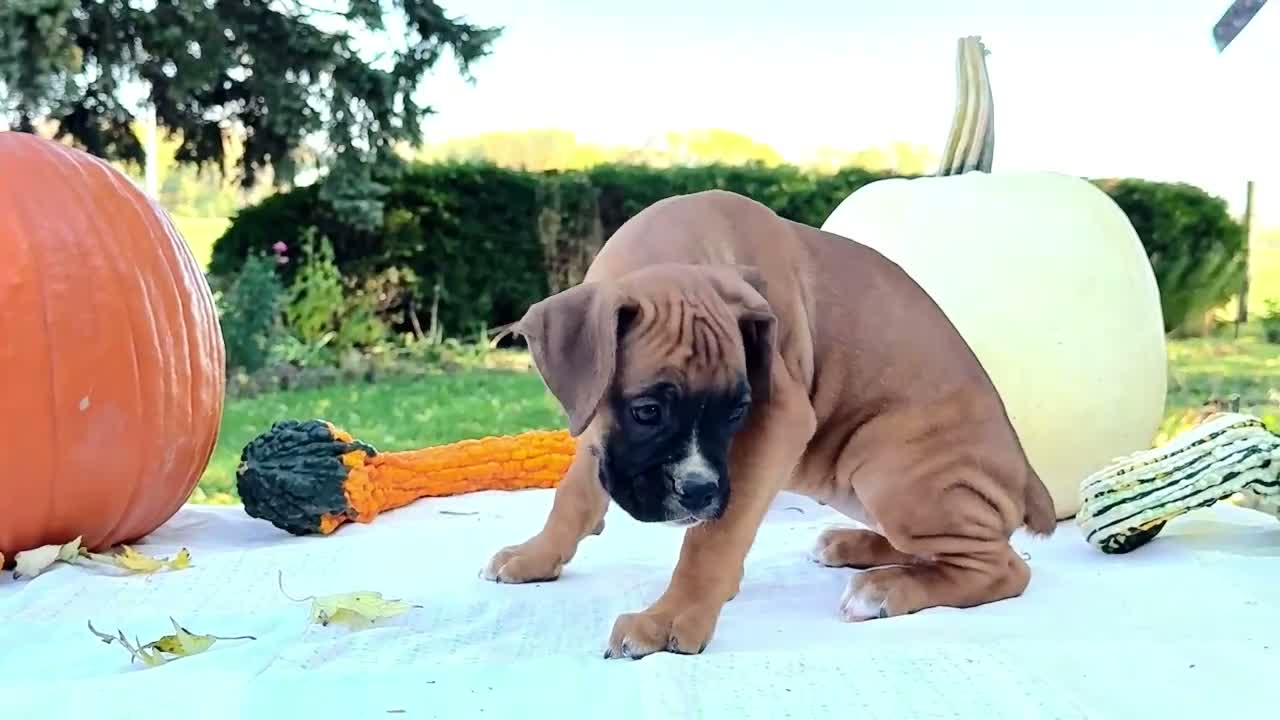 Boxer dogs for sale: Nugget Boxer - Video 1