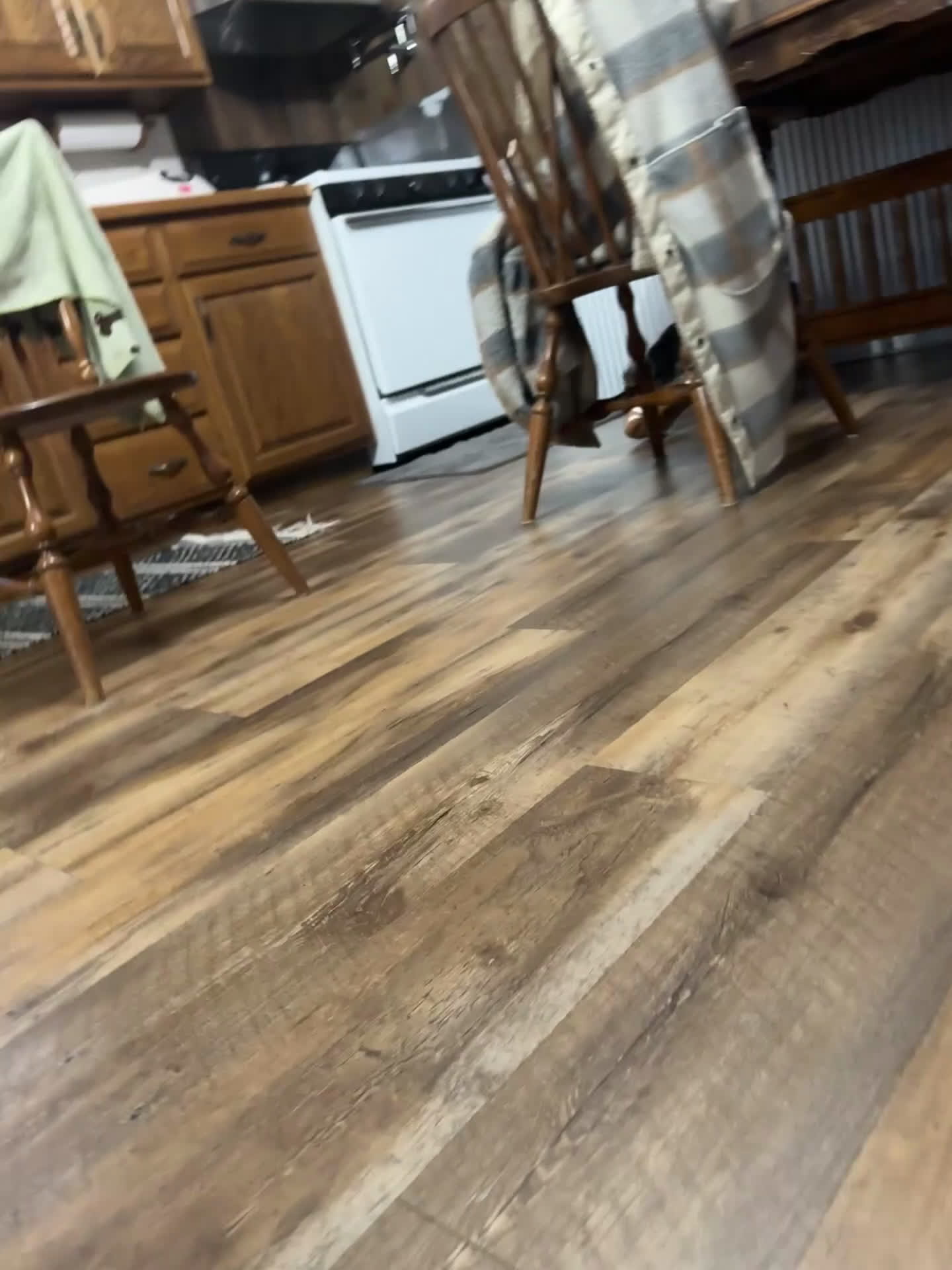 Yorkshire Terrier dogs for sale: Tarza - Video 1