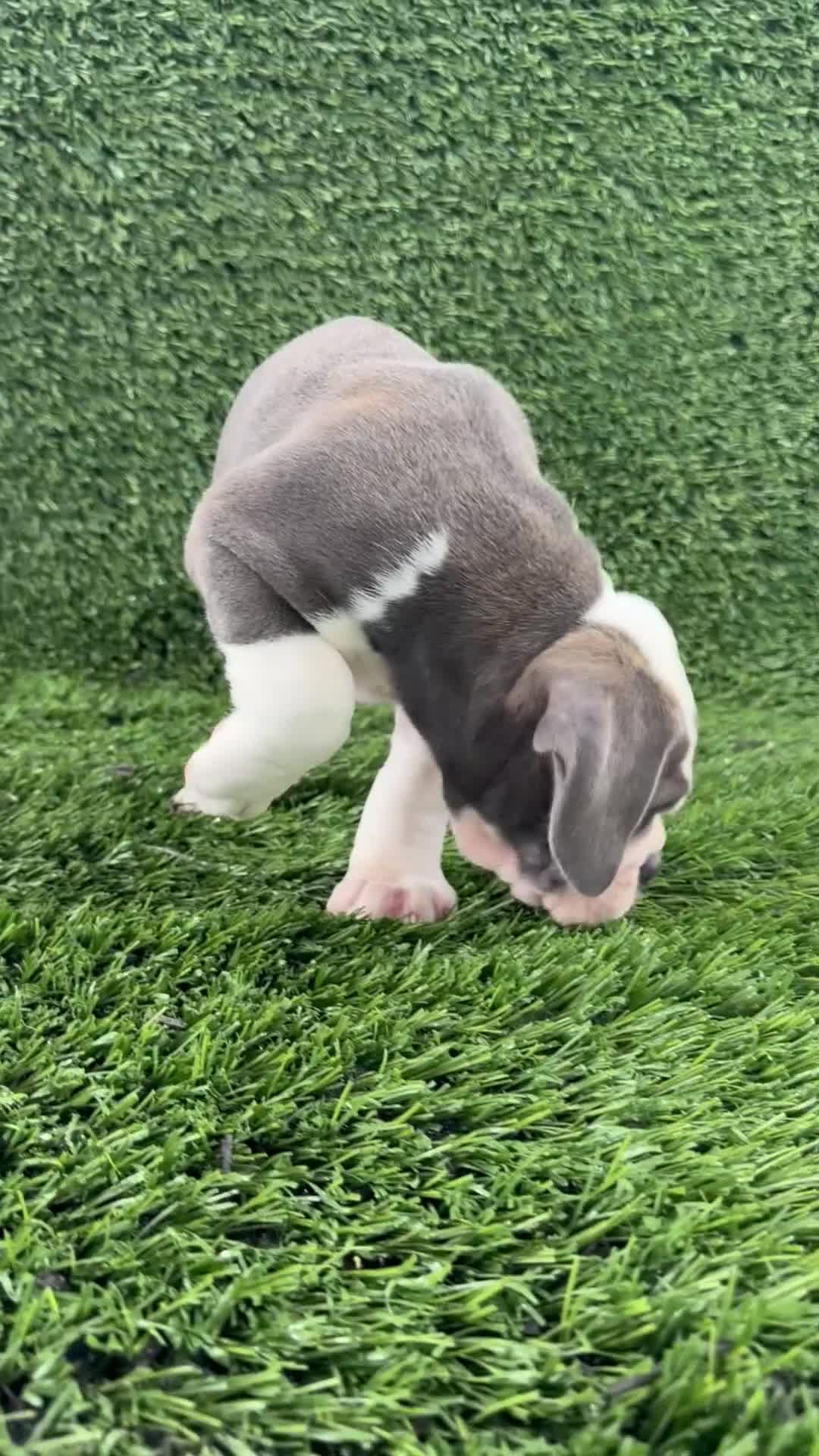 Olde English Bulldogge dogs for sale: Leah - Video 1