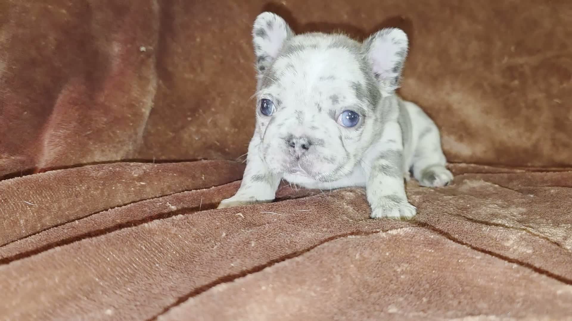 French Bulldog dogs for sale: Ruby - Video 2