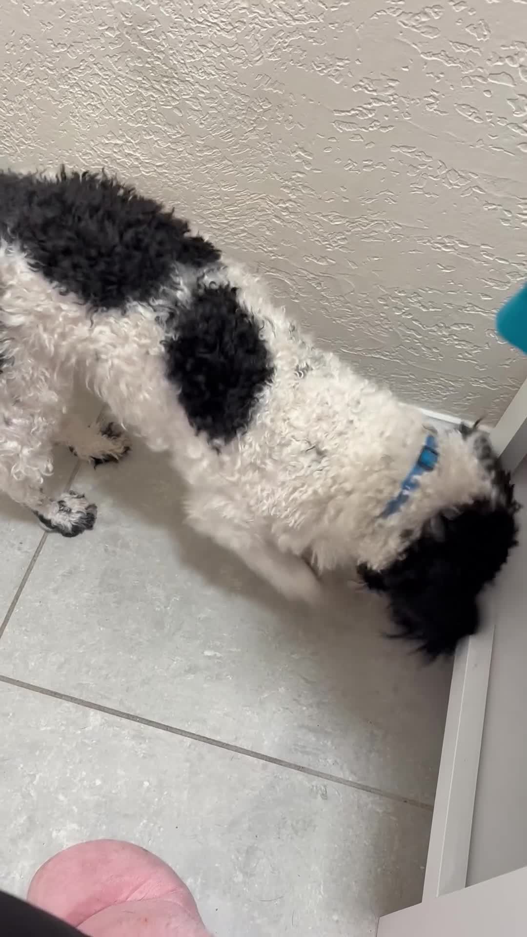 Miniature Poodle dogs for sale: Miniature Poodle 1 - Video 1