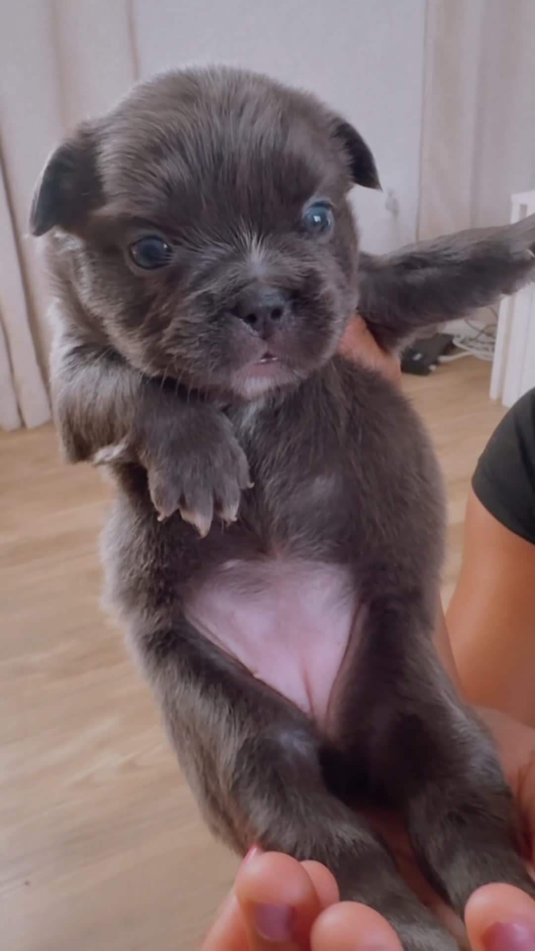 French Bulldog dogs for sale: French Bulldog Puppy 1 - Video 1